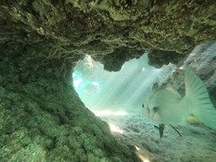 Plectorhinchus caeruleonothus