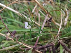 Vicia hirsuta