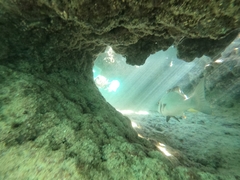 Plectorhinchus caeruleonothus