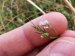 Vicia hirsuta