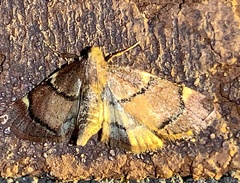 Hypsopygia thymetusalis