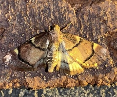 Hypsopygia thymetusalis