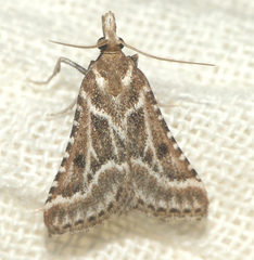 Stemmatophora borgialis