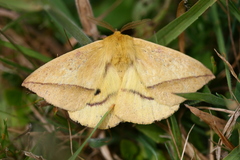 Adetomeris microphthalma