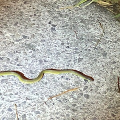 Achalinus formosanus formosanus