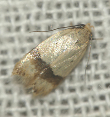 Odites kollarella