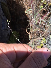 Lessingia micradenia micradenia