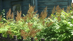 Sorbaria sorbifolia