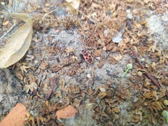 Pyrrhocoris apterus