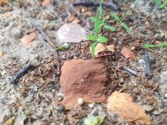 Pyrrhocoris apterus