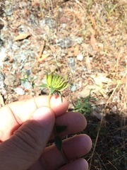 Monardella purpurea