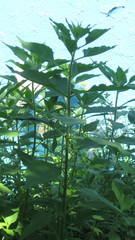 Helianthus tuberosus