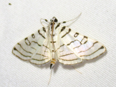 Conchylodes concinnalis