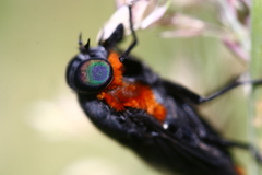 Osca lata