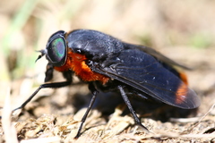Osca lata