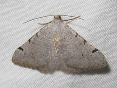 Digrammia triviata