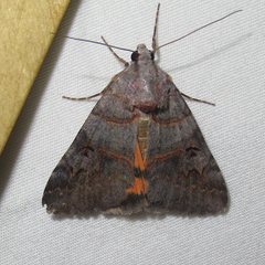 Drasteria ingeniculata