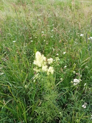 Thalictrum lucidum