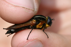 Pelecorhynchus