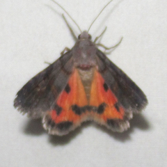 Drasteria ingeniculata