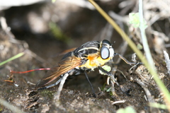 Pelecorhynchus