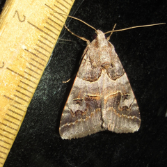 Drasteria ingeniculata