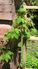 Humulus lupulus