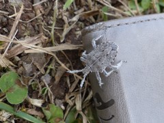 Pentatomidae