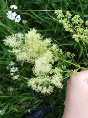 Thalictrum lucidum