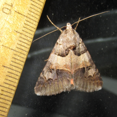 Drasteria ingeniculata