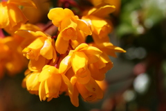 Berberis microphylla