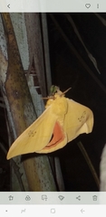 Automeris jucunda