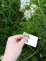 Thalictrum lucidum
