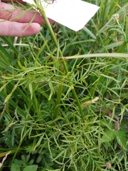 Thalictrum lucidum