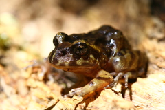 Eupsophus emiliopugini