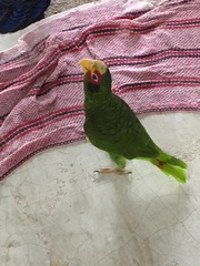 Amazona xantholora