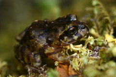 Eupsophus emiliopugini
