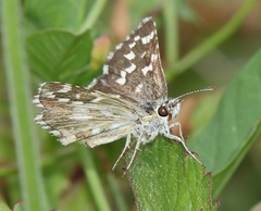 Pyrgus malvoides