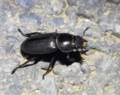 Dorcus rectus rectus