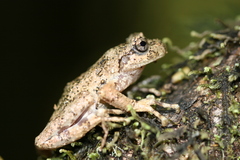 Batrachyla leptopus