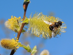 Eristalis obscura