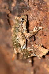 Batrachyla leptopus