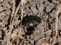 Sehirus luctuosus