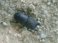 Dorcus parallelipipedus