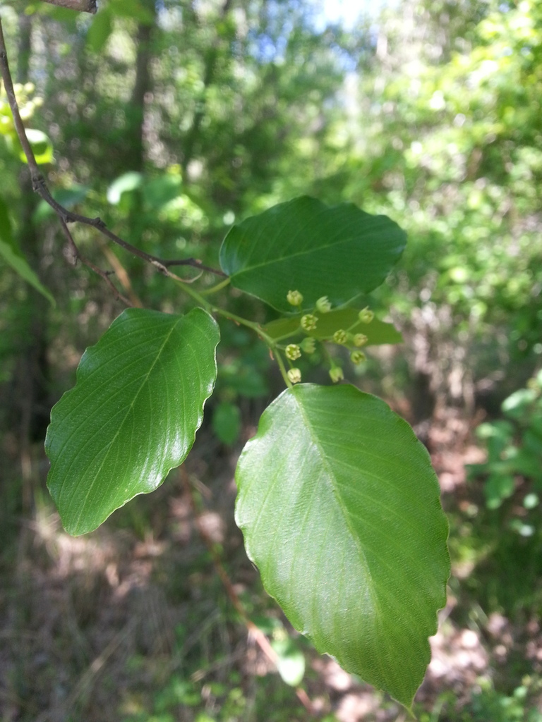 Rattan Vine (MatBio VINES Matanzas Biodiversity) · iNaturalist