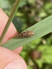 Allygidius atomarius