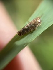 Allygidius atomarius