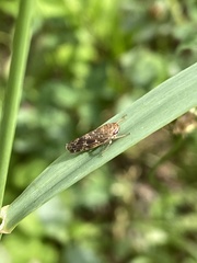 Allygidius atomarius