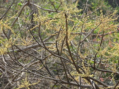 Lannea coromandelica