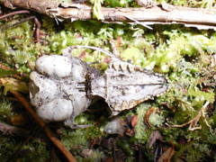 Dromiciops gliroides